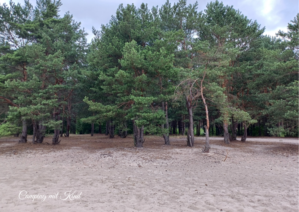 Ein Sandstrand, dahinter Bäume