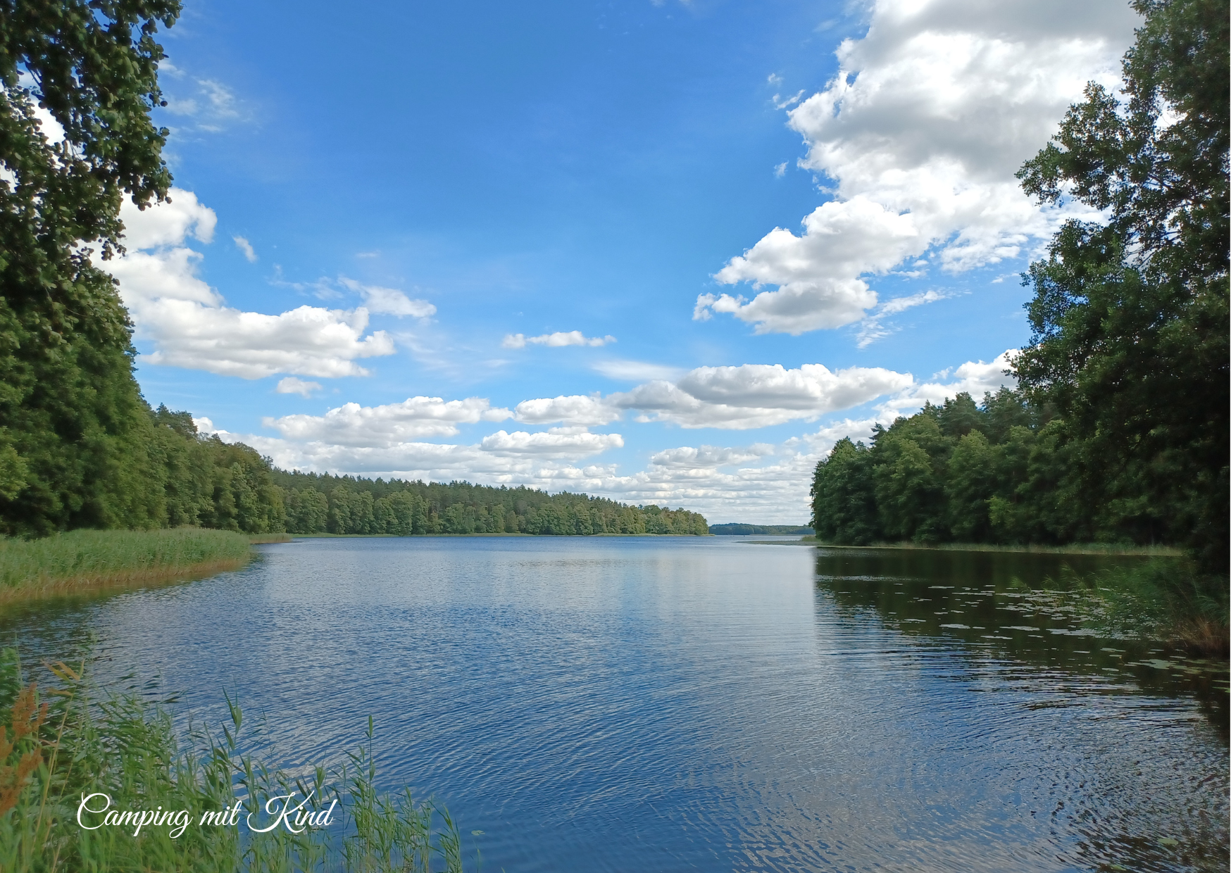 Blick auf einen See. Rundherum befindet sich Schilf