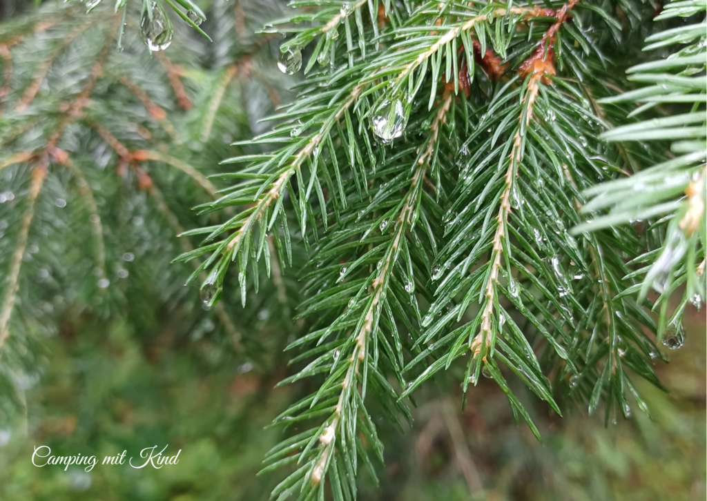 Regentropfen auf einem Baum