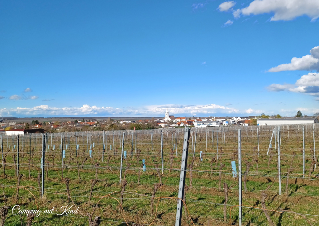 Weinstöcke im Burgenland